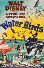 Watch Water Birds (Short 1952) M4uhd
