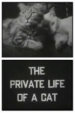 Watch The Private Life of a Cat (Short 1946) M4uhd