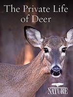 Watch The Private Life of Deer M4uhd