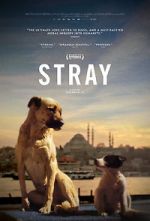 Watch Stray M4uhd