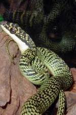 Watch National Geographic Snakes that Fly M4uhd