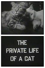 Watch The Private Life of a Cat M4uhd