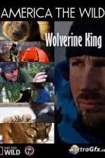 Watch National Geographic Wild America the Wild Wolverine King M4uhd