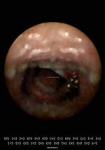 Watch Feeder (Short 2010) M4uhd