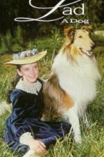 Watch Lad A Dog M4uhd