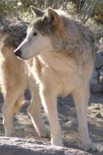 Watch National Geographic : Mystery of the Wolf M4uhd