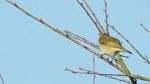 Watch Attenborough\'s Wonder of Song (TV Special 2022) M4uhd