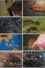 Watch National Geographic Wild : Deadliest Animals Asia Pacific M4uhd