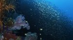 Watch Wild Window: Bejeweled Fishes M4uhd