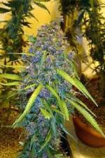 Watch Marijuana: Its Time for a Conversation M4uhd