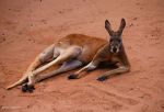 Watch Big Red: The Kangaroo King M4uhd