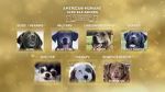 Watch American Humane Hero Dog Awards: 10th Anniversary Celebration (TV Special 2020) M4uhd