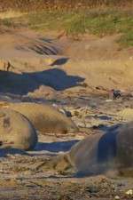 Watch Supergiant Animals M4uhd