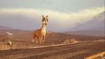 Watch Caminandes: Llama Drama (Short 2014) M4uhd