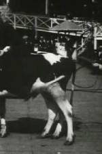 Watch Rube and Mandy at Coney Island M4uhd