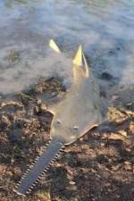 Watch National Geographic Hooked: Chainsaw Fish M4uhd