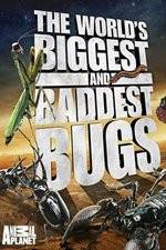 Watch Worlds Biggest and Baddest Bugs M4uhd