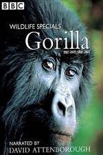 Watch Gorilla Revisited with David Attenborough M4uhd