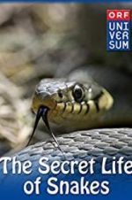 Watch The Secret Life of Snakes M4uhd