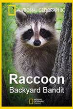 Watch Raccoon: Backyard Bandit M4uhd