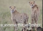 Watch Surviving the Serengeti M4uhd