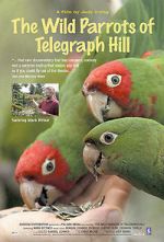 Watch The Wild Parrots of Telegraph Hill M4uhd