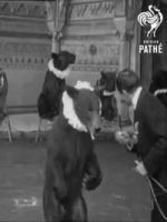 Watch Trained Bears M4uhd