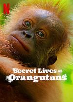 Watch Secret Lives of Orangutans M4uhd
