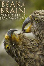 Watch Beak & Brain - Genius Birds from Down Under M4uhd