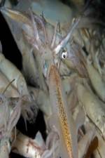 Watch Squids: Love And Death In One Night M4uhd