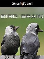 Watch Bird Brain M4uhd