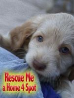 Watch Rescue Me: A Home 4 Spot M4uhd