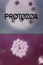 Watch Protozoa M4uhd