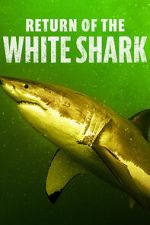 Watch Return of the White Shark M4uhd