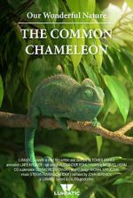 Watch Our Wonderful Nature - The Common Chameleon M4uhd