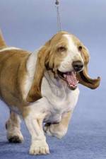 Watch Pedigree Dogs Exposed M4uhd