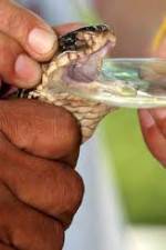 Watch History Channel Evolve:  Venom M4uhd