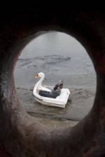 Watch Swandown M4uhd