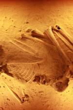 Watch Lost Cannibals of Europe M4uhd