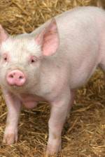 Watch Patent For A Pig: The Big Business of Genetics M4uhd