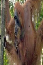 Watch Refugees Of The Lost Rainforest M4uhd