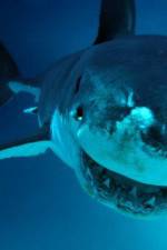 Watch National Geographic. Shark attacks investigated M4uhd