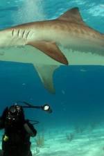 Watch Dive To Tiger Shark Central M4uhd
