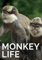 Watch Monkey Life M4uhd