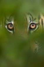 Watch Deadly Instincts M4uhd