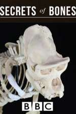 Watch Secrets of Bones M4uhd