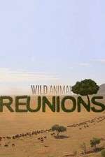 Watch Wild Animal Reunions M4uhd