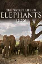 Watch The Secret Life of Elephants M4uhd