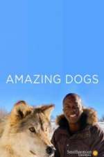 Watch Amazing Dogs M4uhd