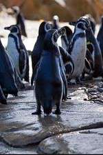 Watch Meet the Penguins M4uhd